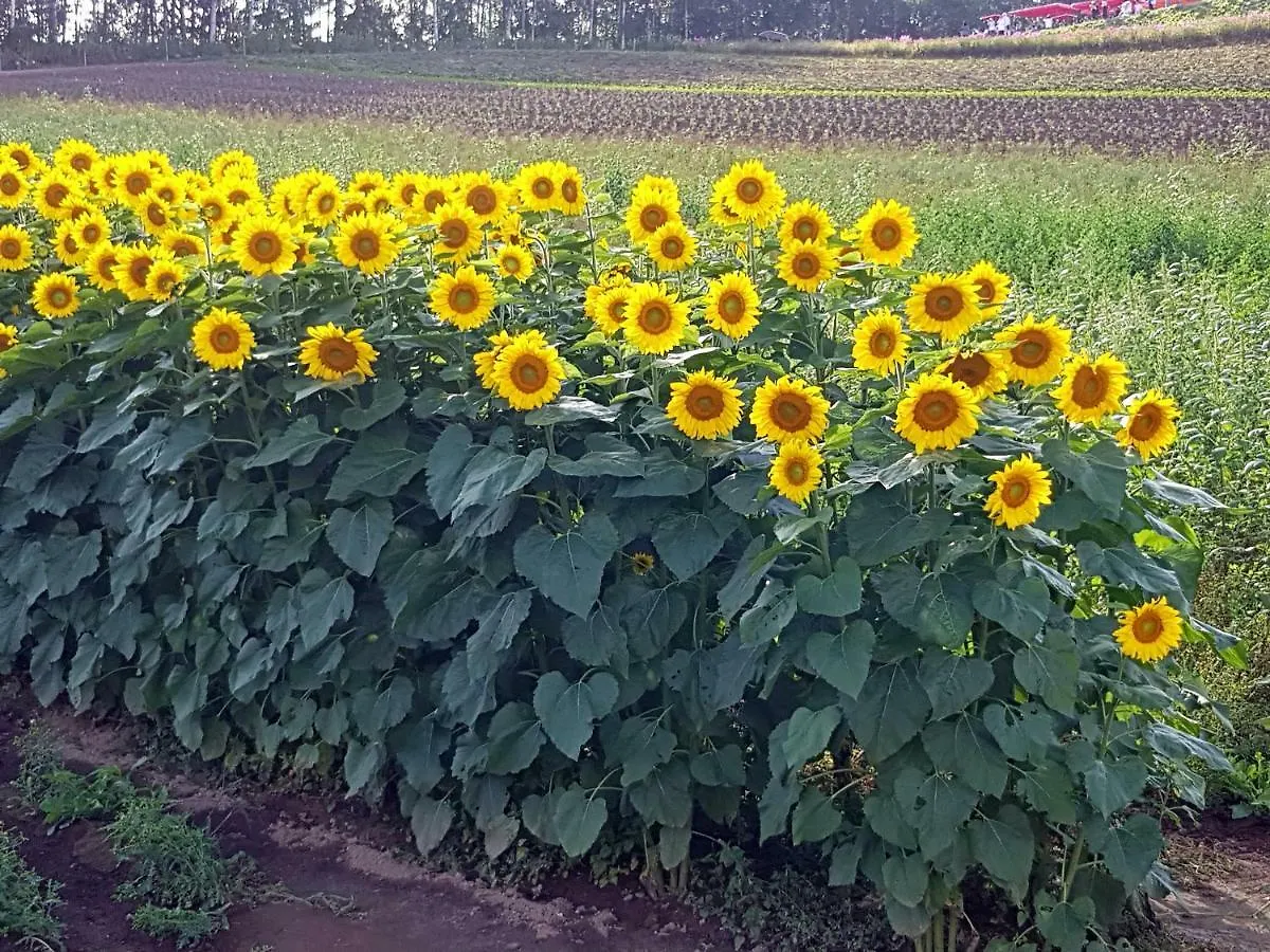 Furano B&B Japonia